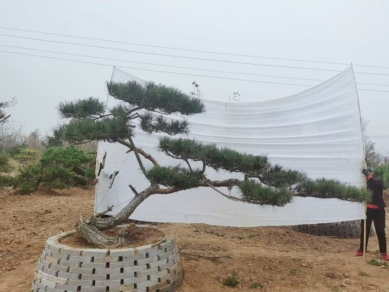 造型黑松泰安市泰山区基地一手货源一颗起售！