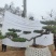 造型黑松泰安市泰山区基地一手货源一颗起售！