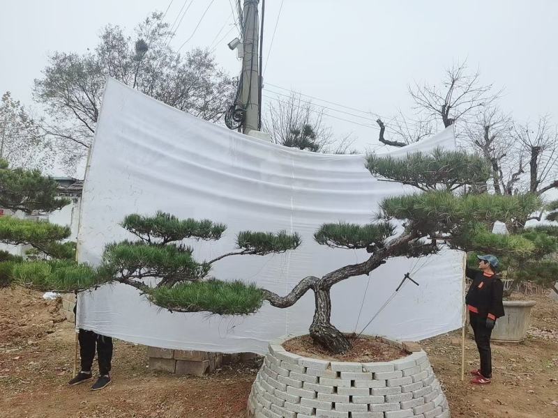 造型黑松泰安市泰山区基地一手货源一颗起售！