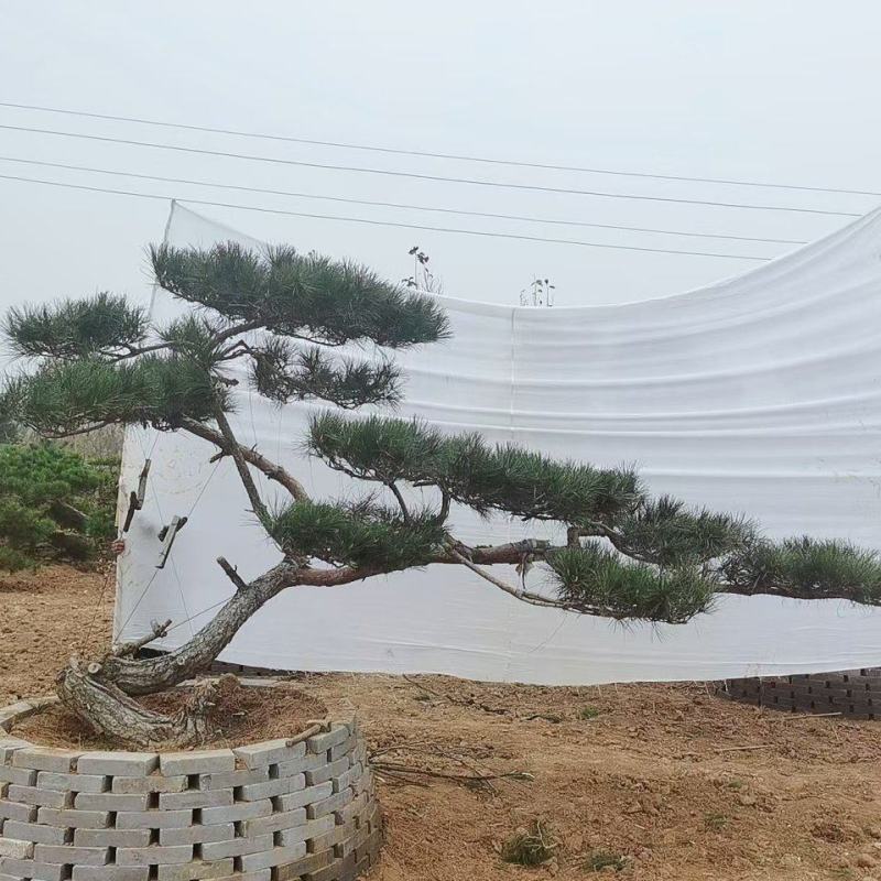造型黑松泰安市泰山区基地一手货源一颗起售！
