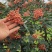 花椒苗