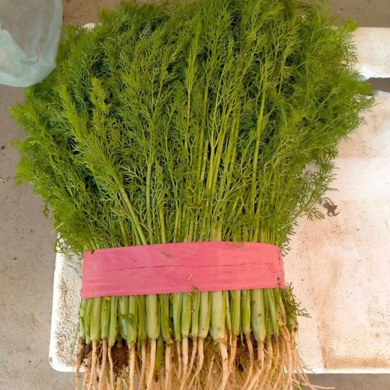 茴香河北茴香全国发货可视频看货量大从优基地直供