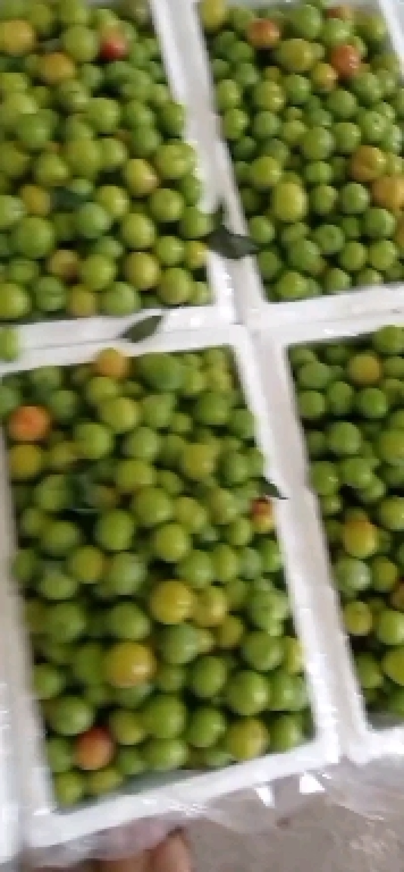 云南元江三月李上市了，有需要的客户可以联系，期待你的到来