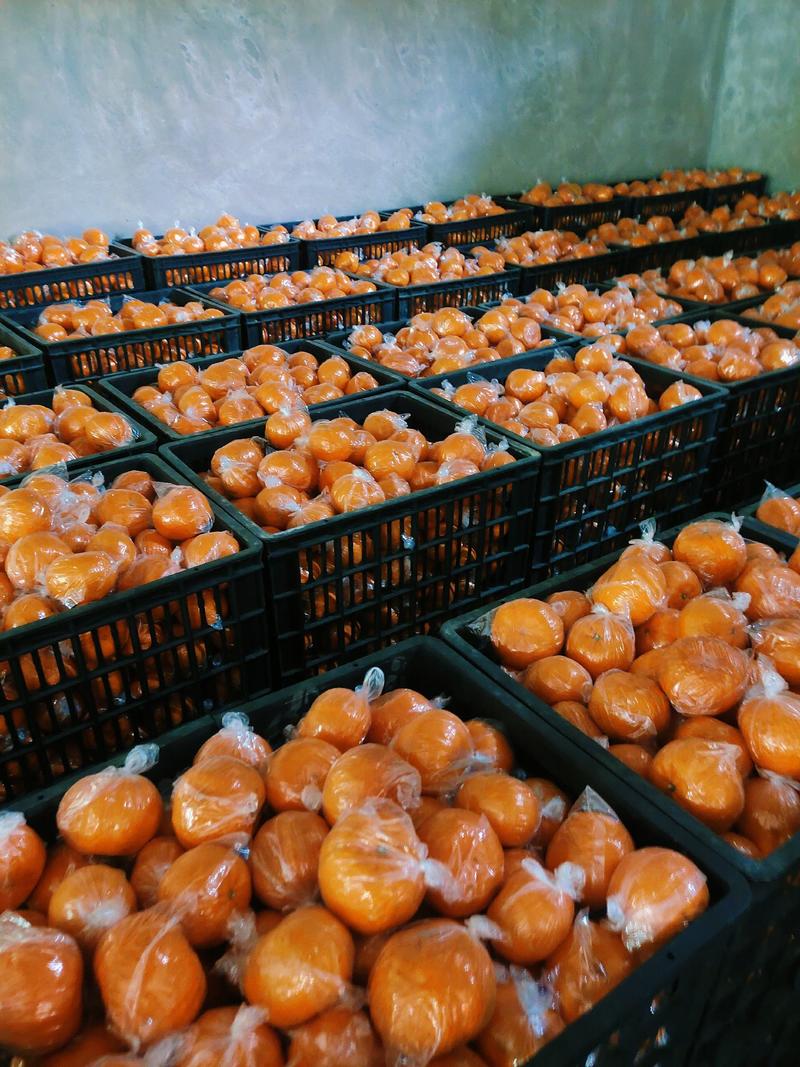 湖南椪柑大量供应，电商果，果皮干净无麻点，口感甜