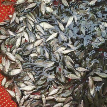 鲤鱼苗销售,各种抗病毒鱼苗批发