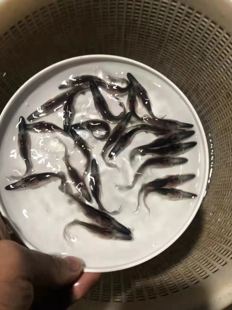 鲤鱼苗销售，各种抗病毒鱼苗批发