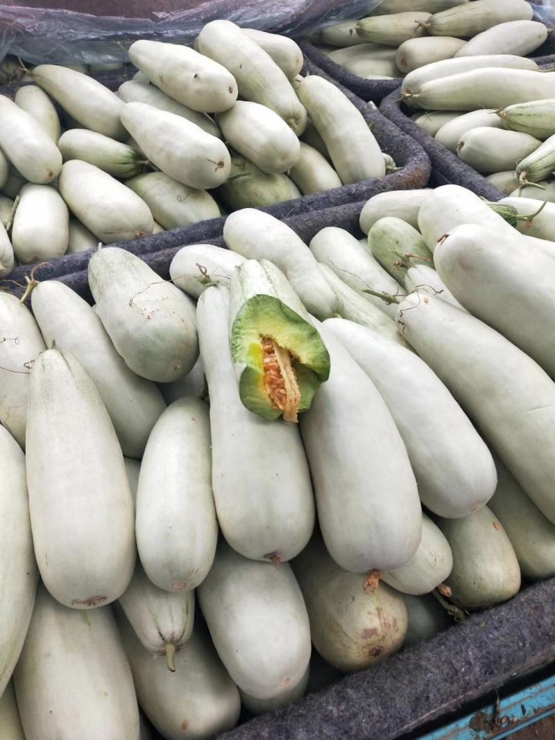 莘县博洋61甜瓜上市中，商超对接，诚信经营