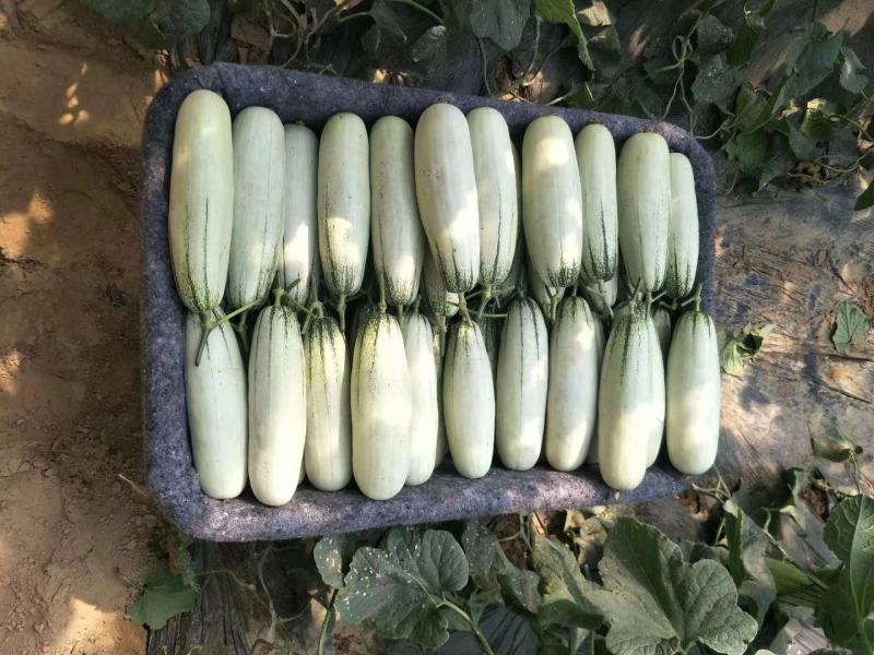 莘县博洋61甜瓜上市中，商超对接，诚信经营