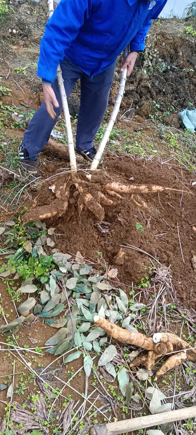 本人有几亩地木薯，需要出售，现挖现卖，品质好，长期有货，