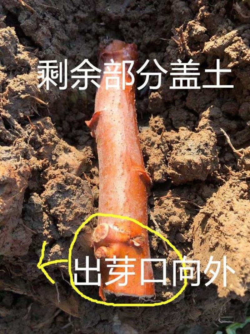 面包木薯
