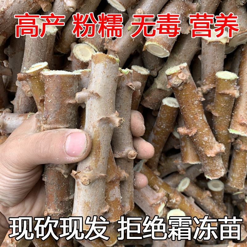 面包木薯