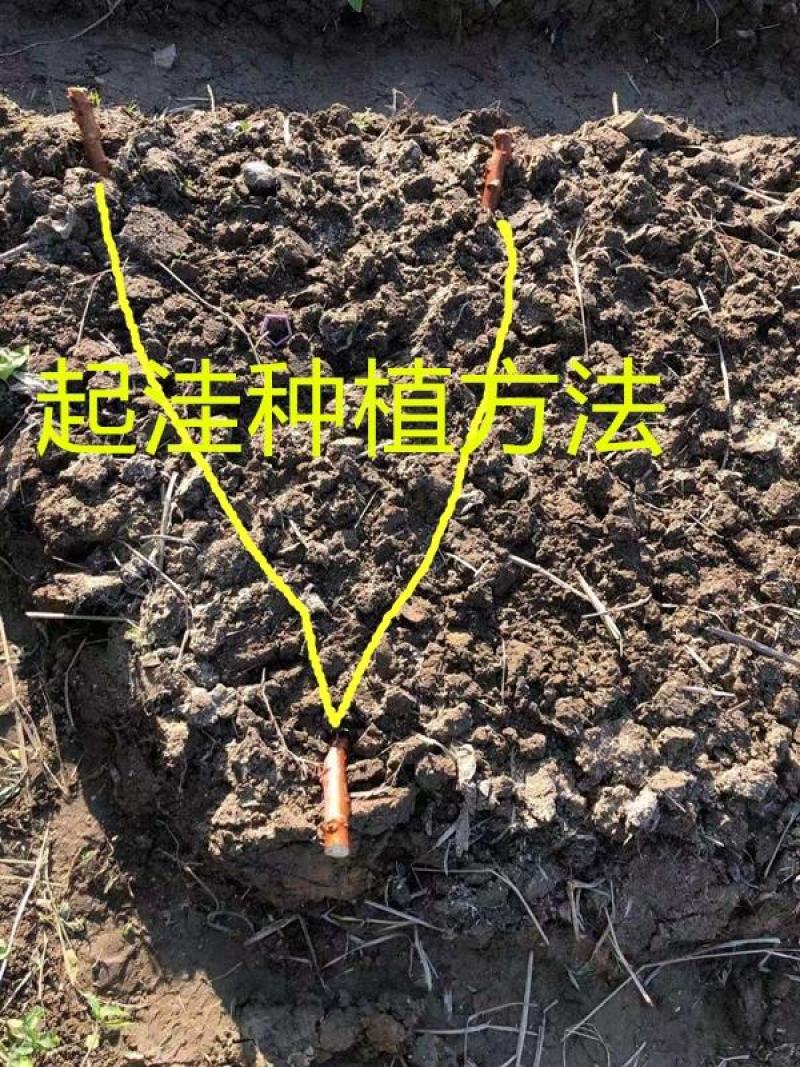 面包木薯
