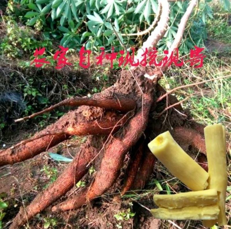 面包木薯