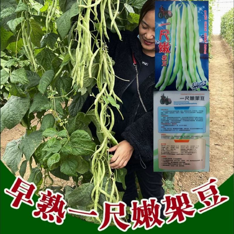 早熟一尺嫩架豆种子四季豆角种籽芸豆搭架大田春夏秋播蔬菜种