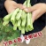 早熟一尺嫩架豆种子四季豆角种籽芸豆搭架大田春夏秋播蔬菜种