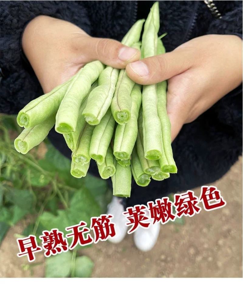 早熟一尺嫩架豆种子四季豆角种籽芸豆搭架大田春夏秋播蔬菜种