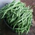 早熟一尺嫩架豆种子四季豆角种籽芸豆搭架大田春夏秋播蔬菜种