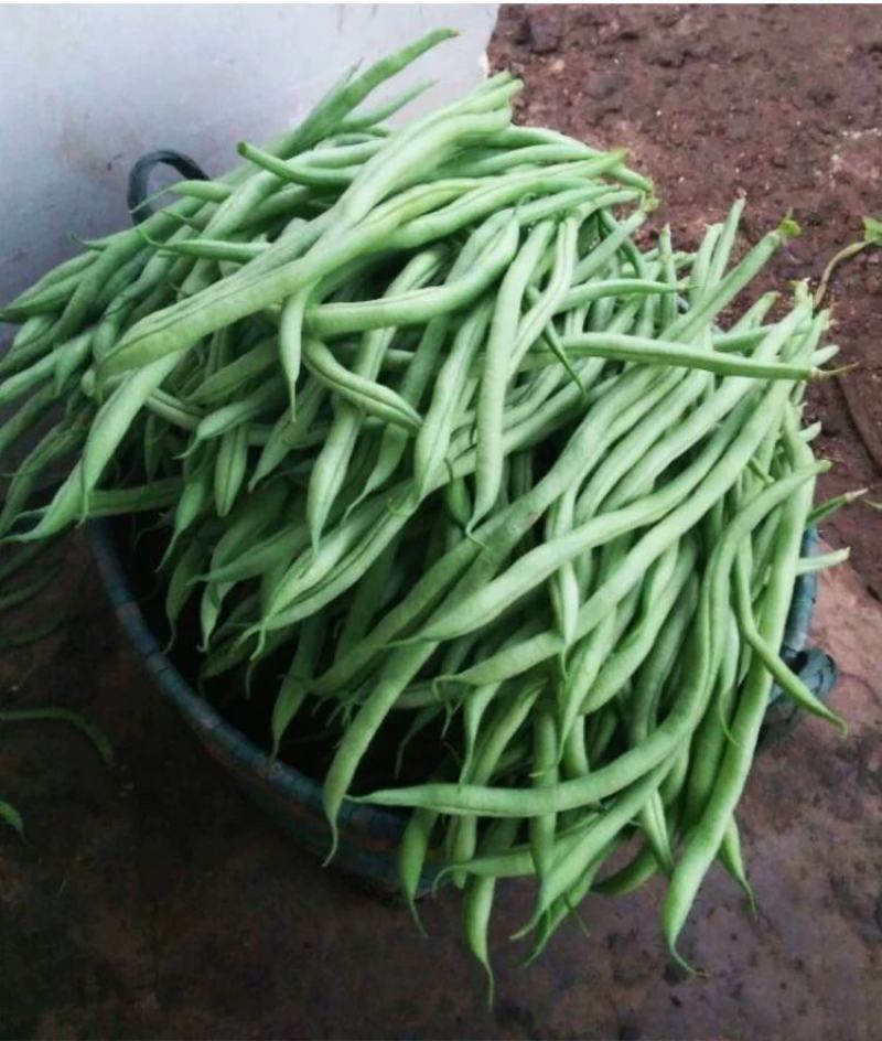 早熟一尺嫩架豆种子四季豆角种籽芸豆搭架大田春夏秋播蔬菜种