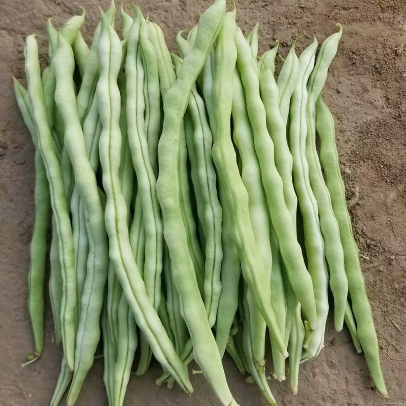 早熟一尺嫩架豆种子四季豆角种籽芸豆搭架大田春夏秋播蔬菜种