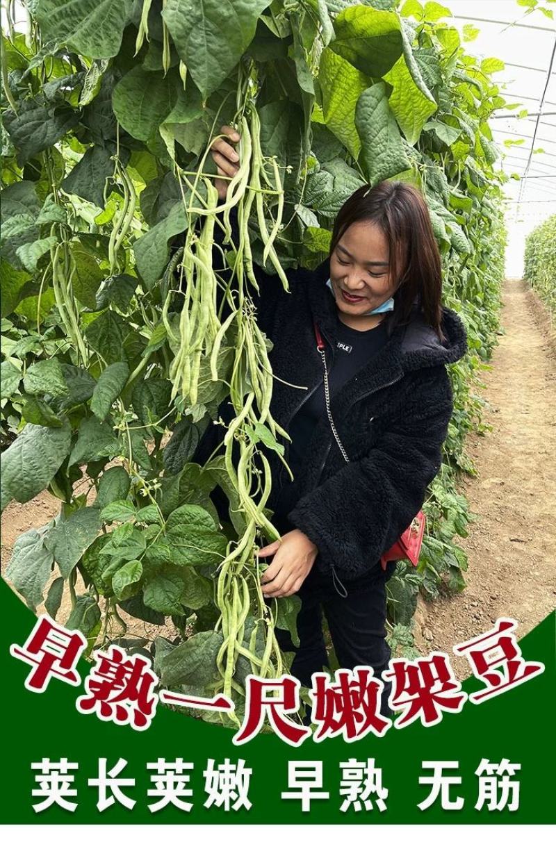 早熟一尺嫩架豆种子四季豆角种籽芸豆搭架大田春夏秋播蔬菜种