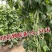 早熟一尺嫩架豆种子四季豆角种籽芸豆搭架大田春夏秋播蔬菜种