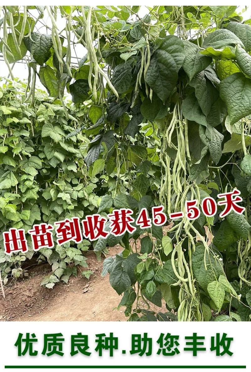 早熟一尺嫩架豆种子四季豆角种籽芸豆搭架大田春夏秋播蔬菜种
