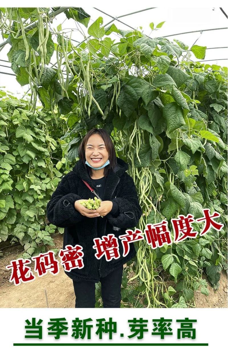 早熟一尺嫩架豆种子四季豆角种籽芸豆搭架大田春夏秋播蔬菜种