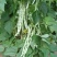 早熟一尺嫩架豆种子四季豆角种籽芸豆搭架大田春夏秋播蔬菜种