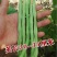 早熟一尺嫩架豆种子四季豆角种籽芸豆搭架大田春夏秋播蔬菜种