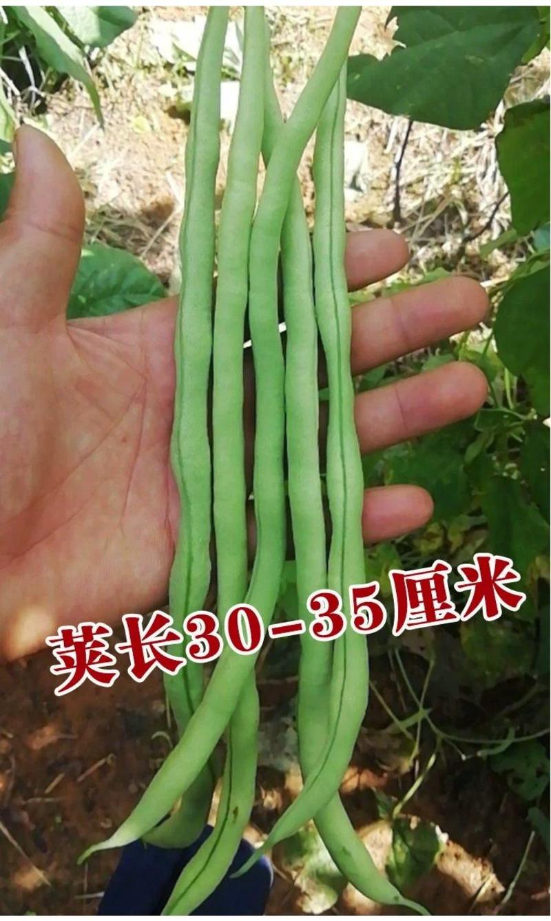 早熟一尺嫩架豆种子四季豆角种籽芸豆搭架大田春夏秋播蔬菜种