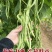 早熟一尺嫩架豆种子四季豆角种籽芸豆搭架大田春夏秋播蔬菜种