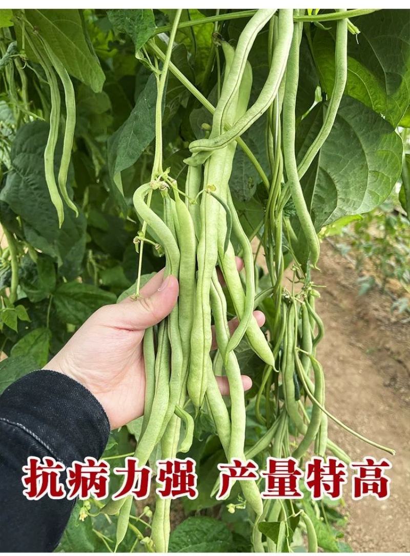 早熟一尺嫩架豆种子四季豆角种籽芸豆搭架大田春夏秋播蔬菜种