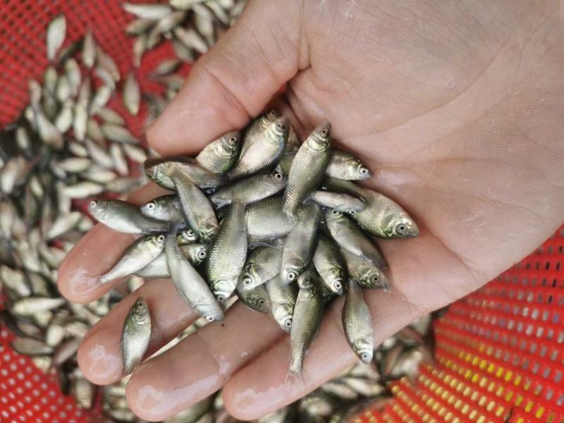 重庆草鱼苗出售淡水养殖成活率高鱼苗成品销售欢迎咨询