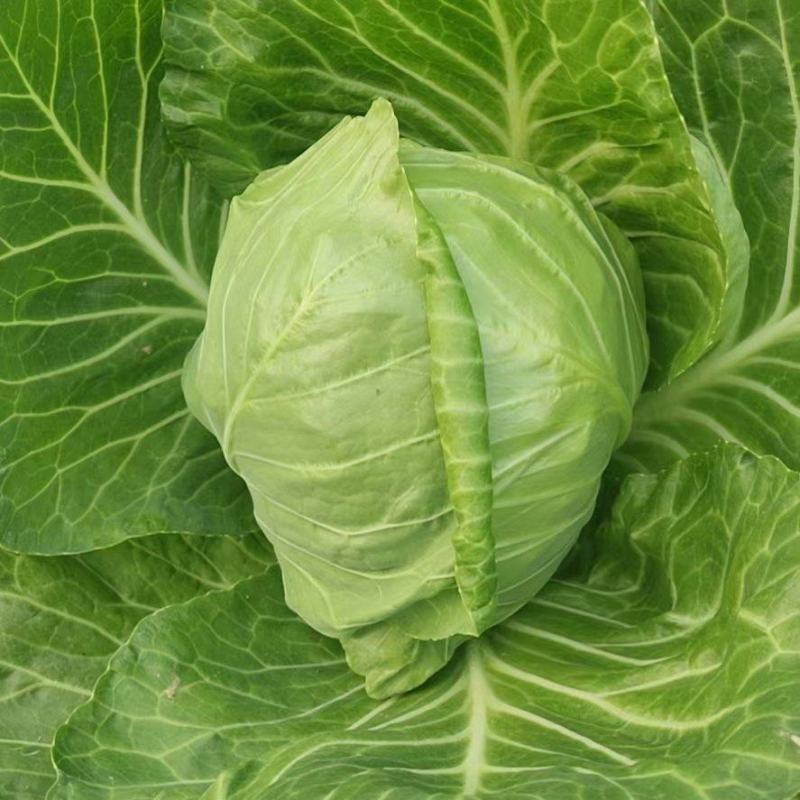 甘蓝