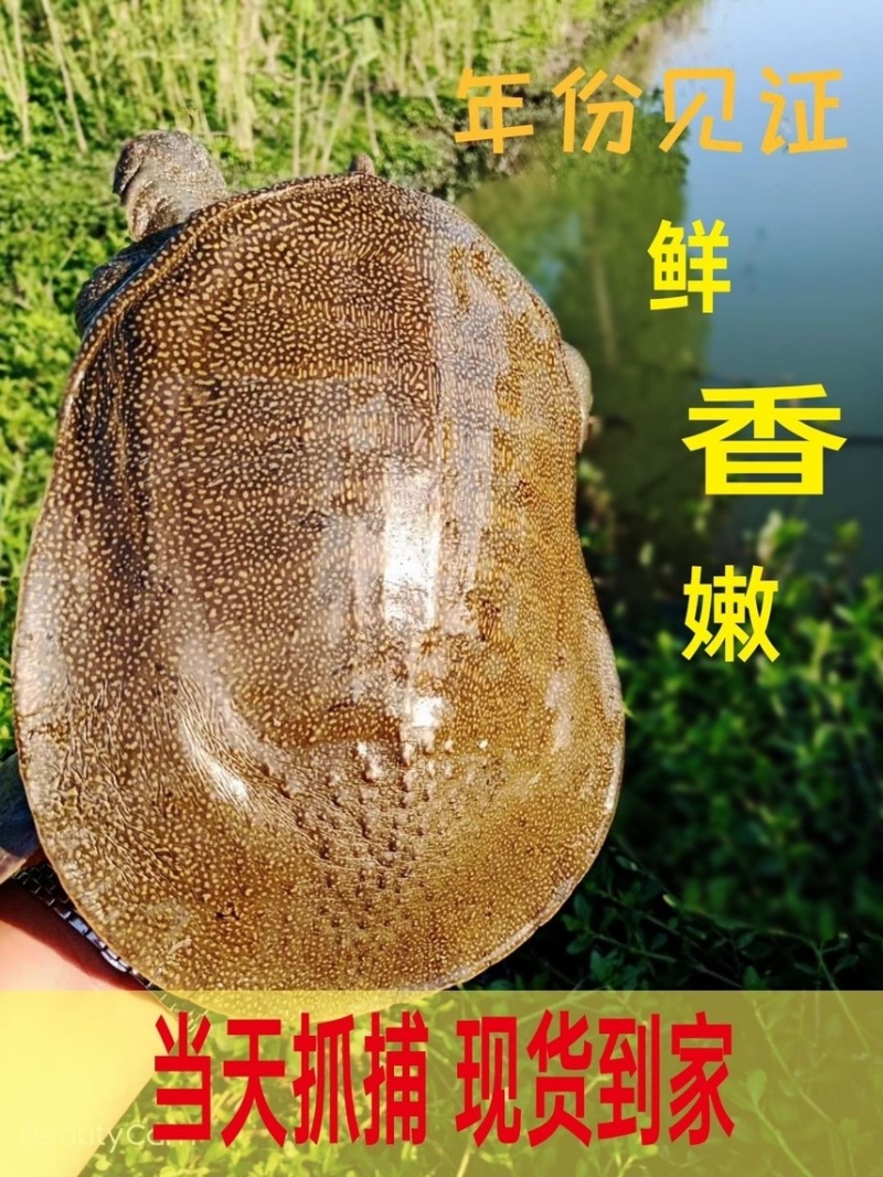 1万斤起，1斤到4斤38一斤，2年以上老鱼.