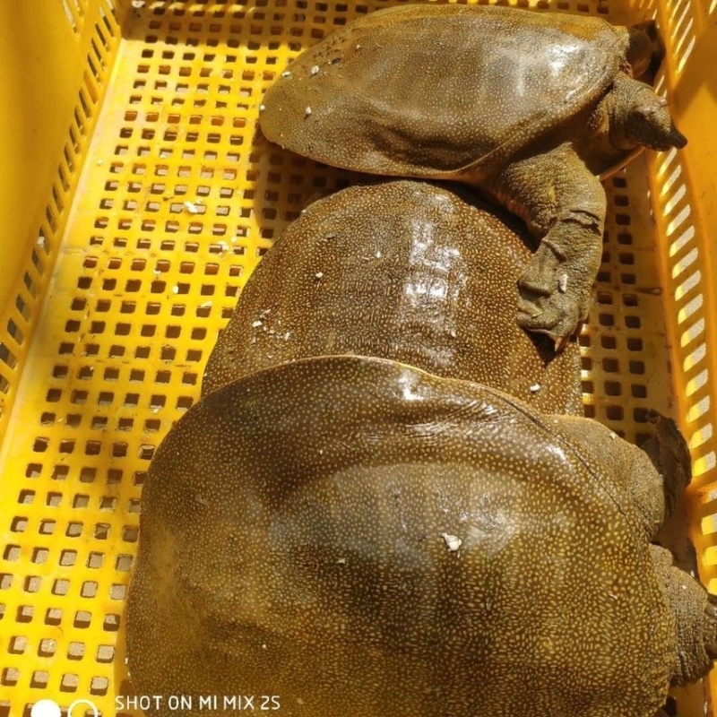 1万斤起，1斤到4斤38一斤，2年以上老鱼.