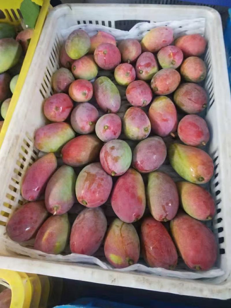 海南贵妃芒果新鲜水果应当季热带红金龙产地直销代办