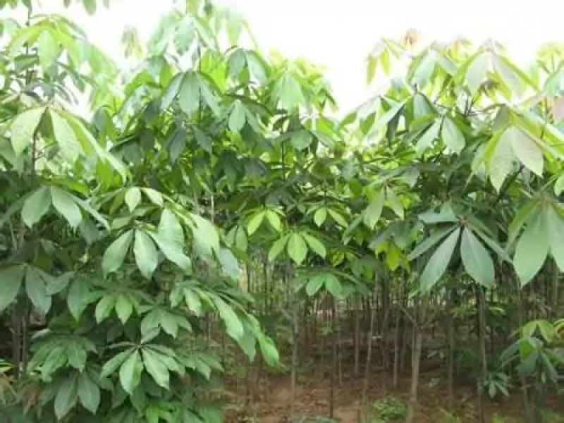 七叶树高5.5米冠2.0米树冠优美树形整齐