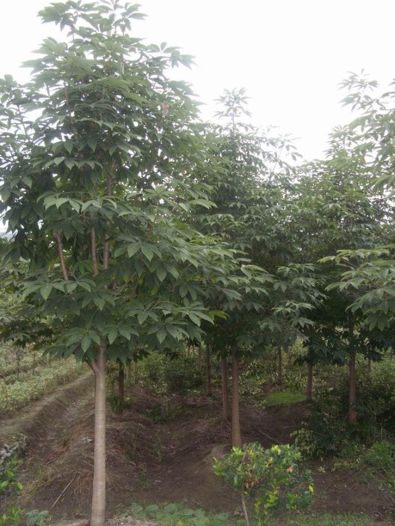 七叶树高5.5米冠2.0米树冠优美树形整齐