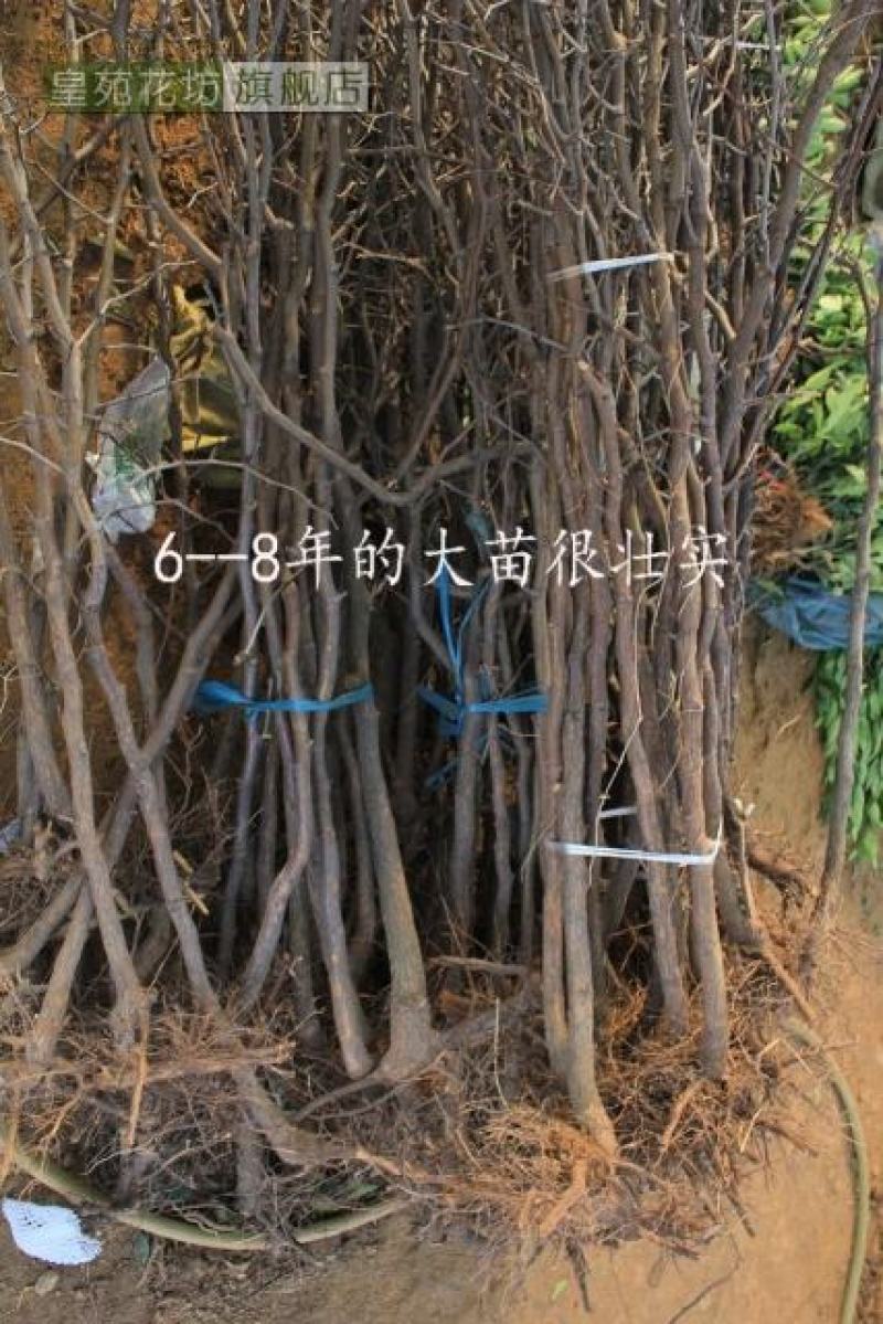 枣树苗