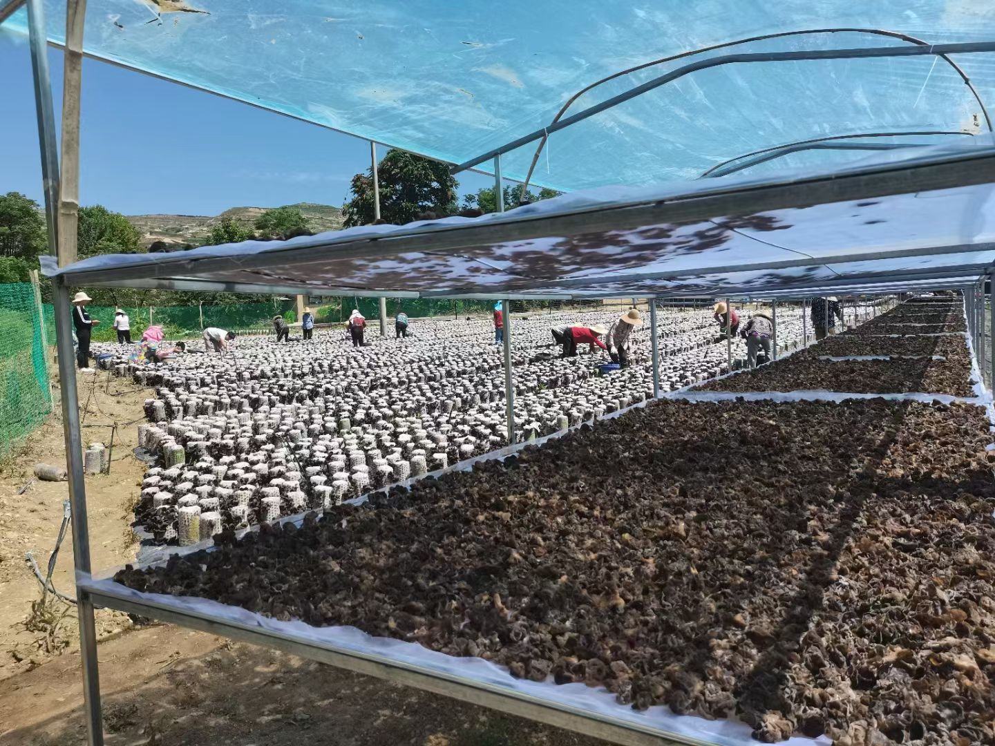 黄松甸镇黑木耳种植基地航拍图