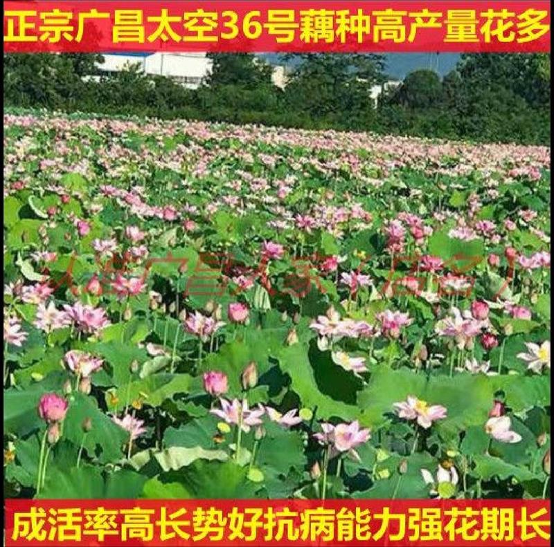 莲藕苗江西广昌太空莲36号白花红花莲藕种带芽发货成活率高