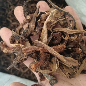 骨碎补除尘含量够正品各个规格齐全