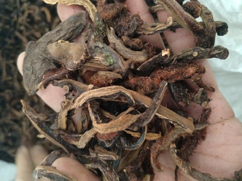 骨碎补除尘含量够正品各个规格齐全