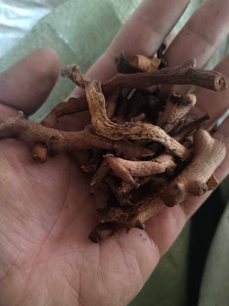 骨碎补除尘含量够正品各个规格齐全
