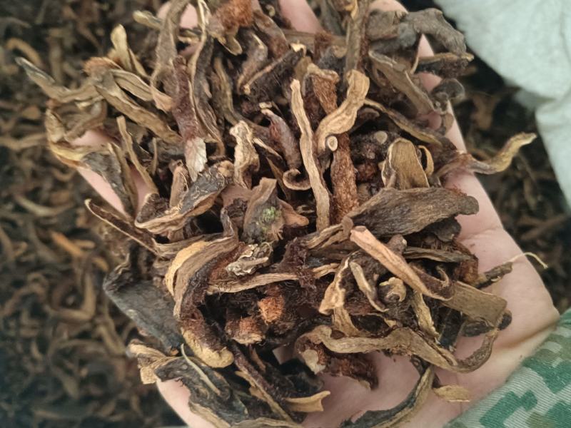 骨碎补除尘含量够正品各个规格齐全