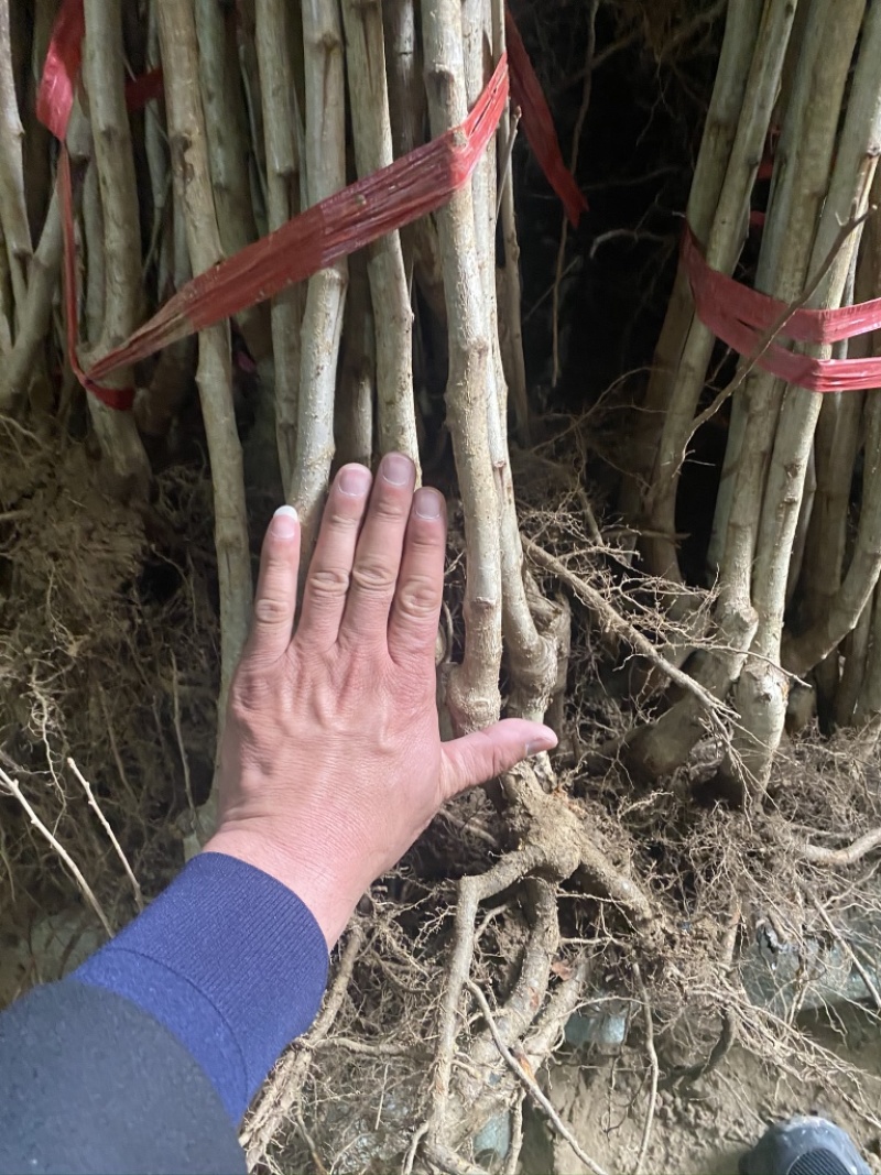 产地直发梨树苗，货源充足，规格齐全，品质保证