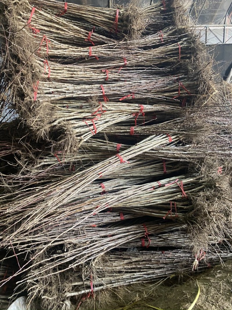 产地直发梨树苗，货源充足，规格齐全，品质保证