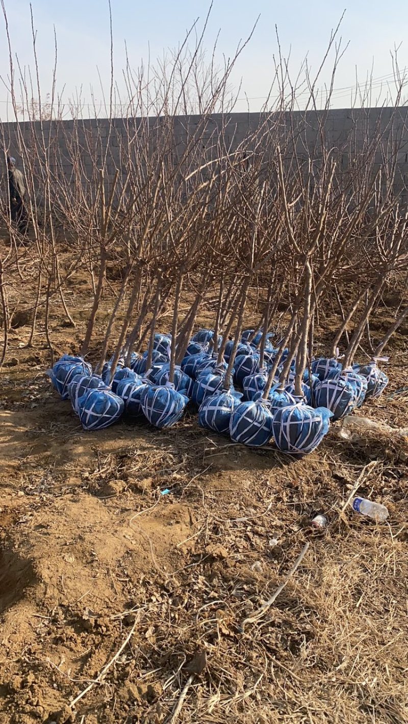 产地直发梨树苗，货源充足，规格齐全，品质保证