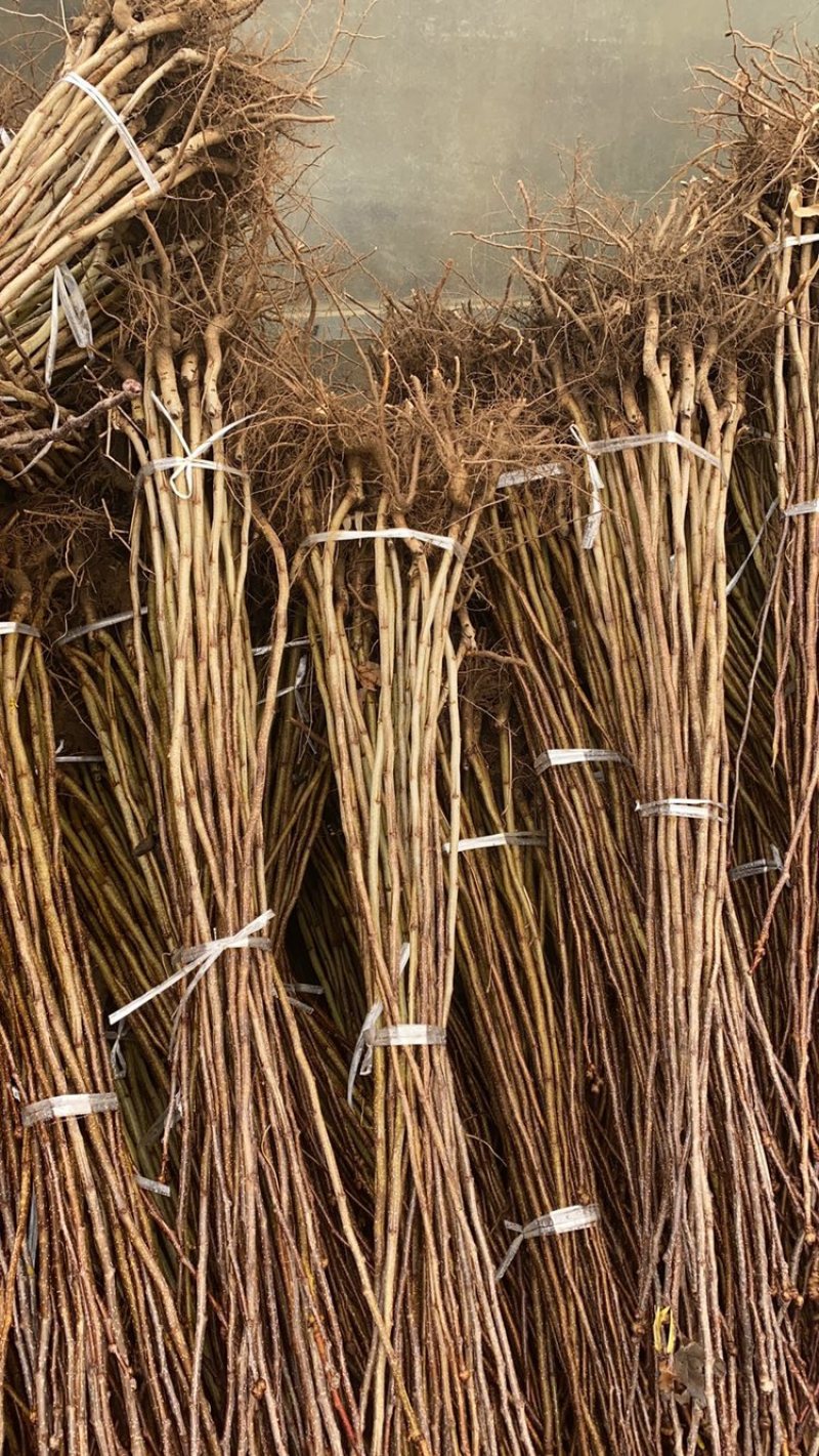 产地直发梨树苗，货源充足，规格齐全，品质保证